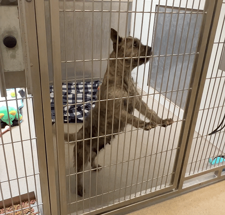 Toto up for Adoption